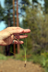 Juncus confusus