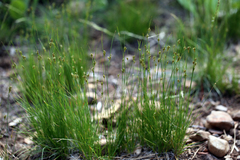 Juncus confusus