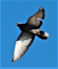 Columba livia