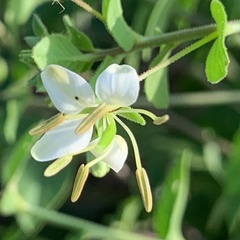 Cleome aculeata