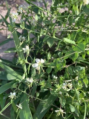 Cleome aculeata
