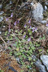 Soldanella pusilla