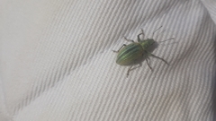 Naupactus verecundus