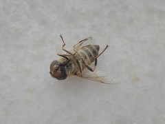 Eristalis similis