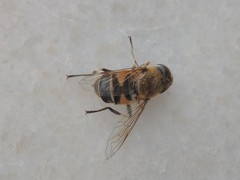 Eristalis similis