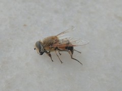 Eristalis similis