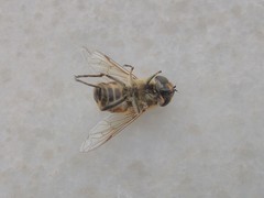 Eristalis similis