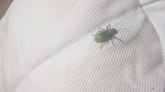 Naupactus verecundus