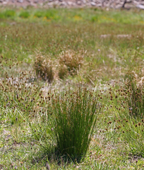 Juncus drummondii