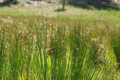 Juncus drummondii