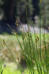 Juncus drummondii