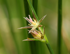 Juncus drummondii
