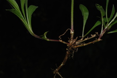 Silene nutans livida