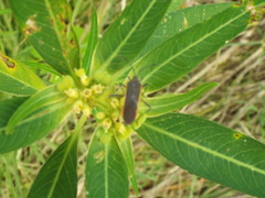 Staluptus marginalis