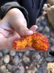 Arbutus unedo