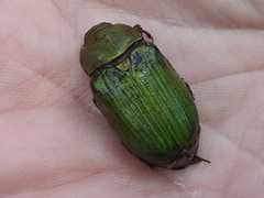 Chrysina lecontei