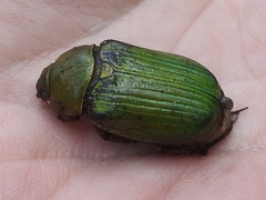 Chrysina lecontei