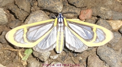 Hyalurga fenestra