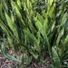 Sansevieria hyacinthoides - Photo (c) Ty Smith,  זכויות יוצרים חלקיות (CC BY-NC), uploaded by Ty Smith