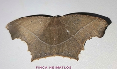 Eutomopepla annulipes