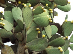 Opuntia durangensis