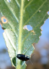 Lysathia ludoviciana