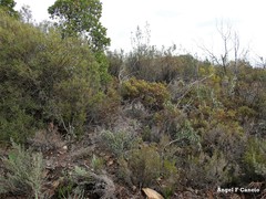 Phillyrea angustifolia