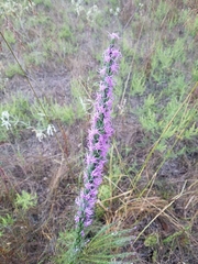 Liatris punctata mucronata