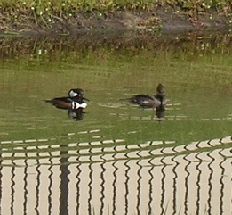 Lophodytes cucullatus image