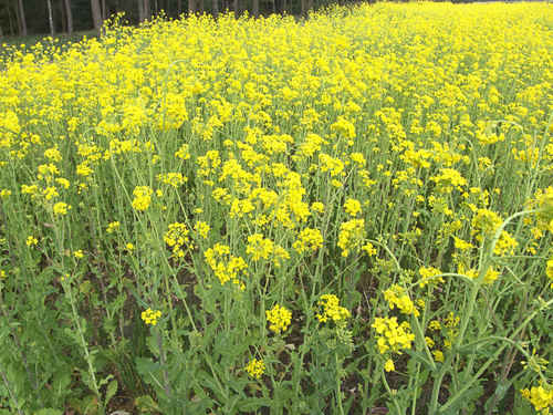 Subespecies Brassica rapa oleifera · iNaturalist Mexico