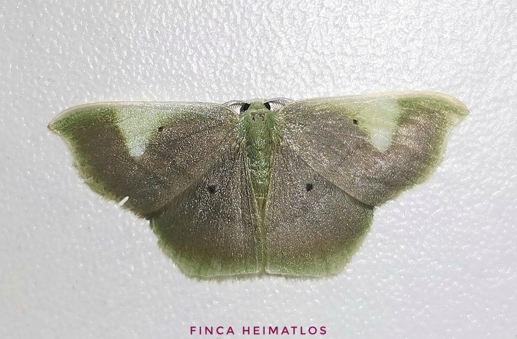 Lissocentra hydatodes