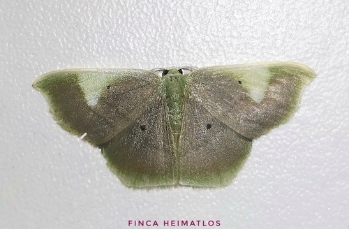Lissocentra hydatodes
