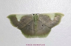 Lissocentra hydatodes