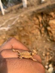 Phrynosoma taurus