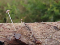 Mycena smithiana