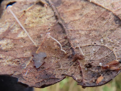 Mycena smithiana
