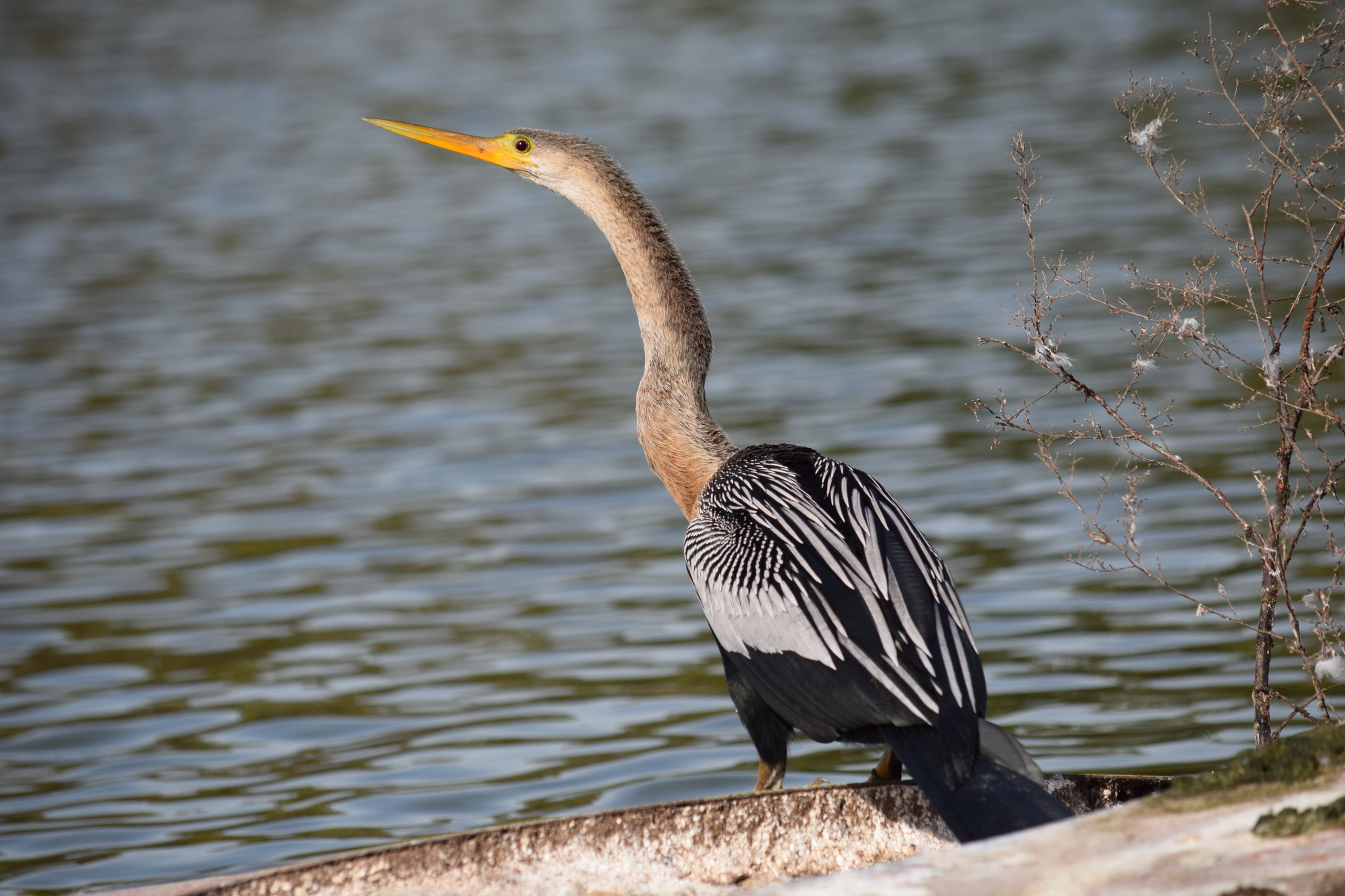 Biguatinga, Anhinga (Nome em inglês) Anhinga anhinga (Nome …