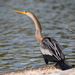 Anhinga - Photo (c) Justina Martelli, some rights reserved (CC BY-NC), uploaded by Justina Martelli