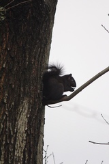 Sciurus carolinensis