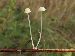 Mycena bulbosa
