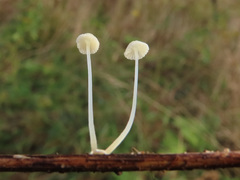 Mycena bulbosa
