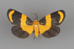 Eudesmia arida