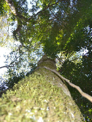 Lonchocarpus campestris