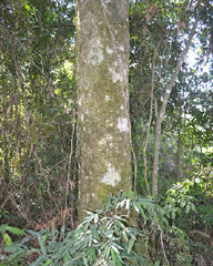 Lonchocarpus campestris