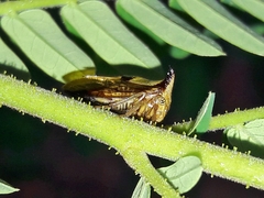 Ceresa ustulata