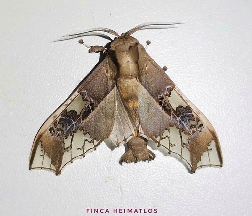 Parathyris cedonulli