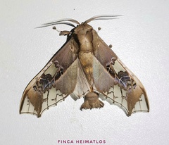 Parathyris cedonulli