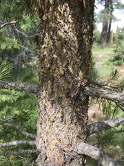 Pinus contorta murrayana