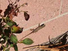 Sceloporus occidentalis