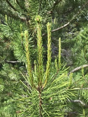 Pinus contorta murrayana